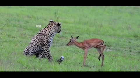 Lion and deer fight #Lionfight #viralvideo