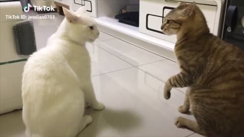 Talking Cat Funny Compliation 2022, These Cats Talks Better Than Human