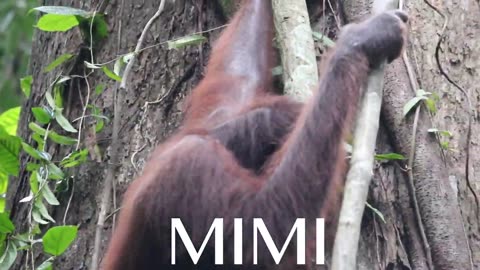 Orang Utan in Borneo