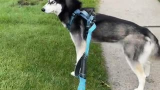 Husky Stops in His Tracks When he Spots Halloween Decoration