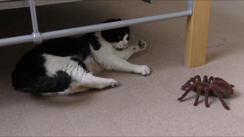Funny cat playing