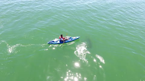 White Shark Investigating Kayak