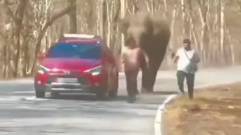Elephant Stomps Annoying Humans