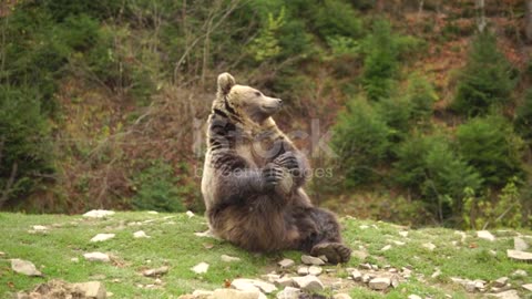 FUNNY BEAR IN FOREST PLAYING CUTELY