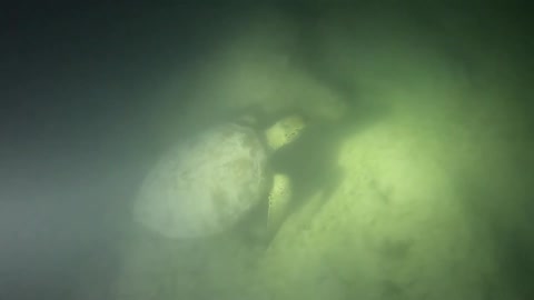 Night snorkeling with turtles. (Chelonia mydas)