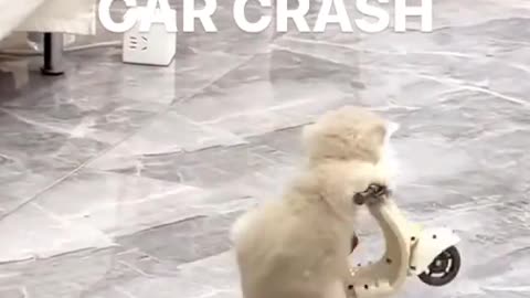 Car Crash 😹 | cat | kitten | funny video 😹😹