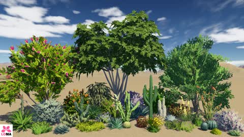 Xeriscape Landscape Theme