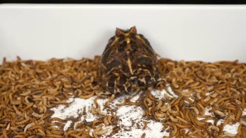 The Frog was placed in Mealworms || What happen Then 😱