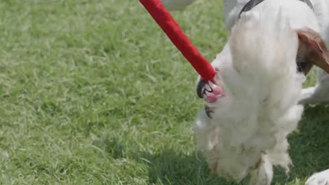 Cute Dog On Leash Playing With Toy #shorts