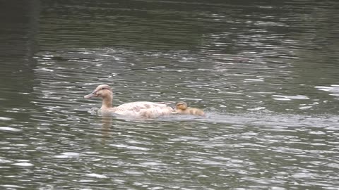 Mother & Baby Ducks Swimming In Maidstone, Kent UK 2022