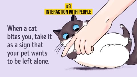 How to understand your cat better