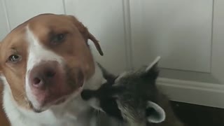 Raccoon Cuddles Its Canine Friend