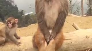 Best Funny animal