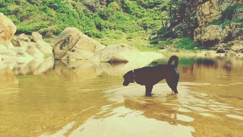 Dog play in the Water