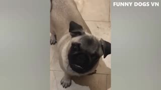 Funniest Animals Video