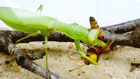 Deadly PRAYING MANTIS vs HORNET and WASP BRUTAL FIGHT - Insect Stories-20