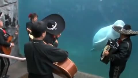 Mariachi Connecticut plays "El Jarabe Tapatío" for Juno the beluga whale