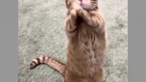 Cute cat videos 😸❤