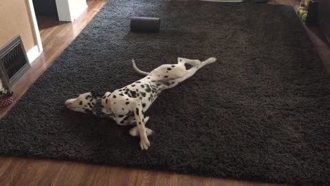 Dalmatian hilariously attempts to dry himself off