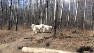 Great Pyrenees Dogs