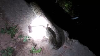 🐍 Watersnake Tries to Swallow Baby Catfish - Is Failing 🐟