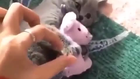 Cat with a plush mouse