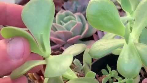 CACTI AND SUCCULENTS Step-by-Step to Growing Success