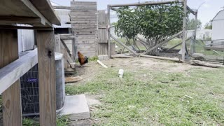 Chickens