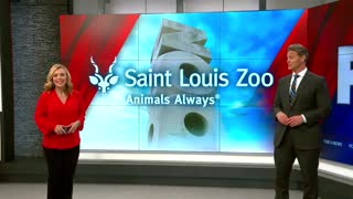 Baby colobus monkey born at St. Louis Zoo