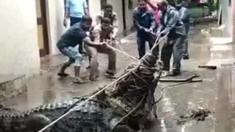 Gigantic crocodile sweep into Residential area during rains