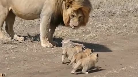 Cute_lion_cubs_meet_dad_#sho rts_-_cute_baby_lion_#shorts