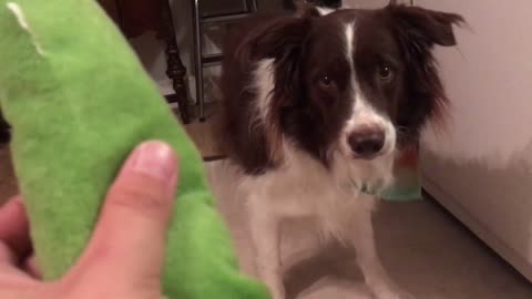 Dog Has Adorable Reaction To Squeaky Toy