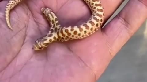 Two headed snake in guys palm