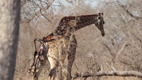 Giraffe gives birth