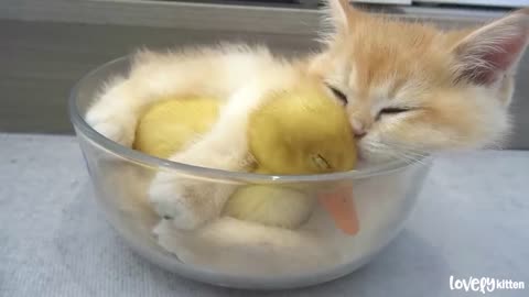 The daily lives of ducklings and kittens