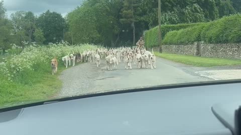 Stuck in a Dog-Jam Heading to Work