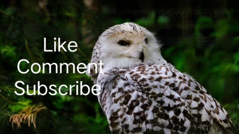 Owls - A Fascinating bird - Interesting Science Facts