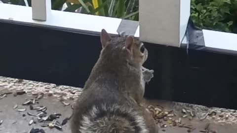 🐿Sammy the Squirrel LIVE in BocaRaton - My Dad's Buddy🐿