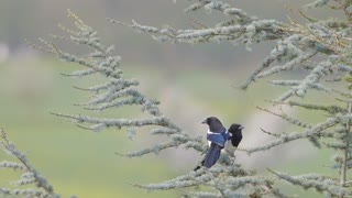 Bird mating