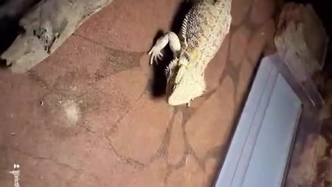 Bearded Dragon eating worm