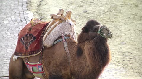Camels have 3 eyelids - Here are 10 interesting facts about camels.