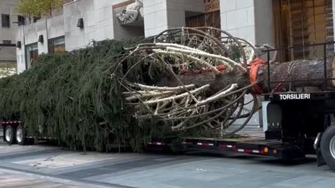 Rockefeller Center Christmas Tree just