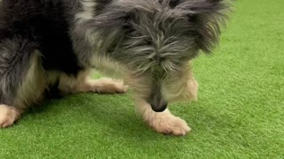 Border Collie Does Tricks