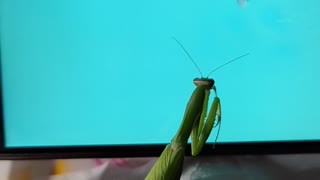 Praying Mantis Tries to Catch Digital Fly on Smartphone