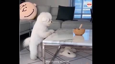 Funny animals Compilation - dogs , cats and people