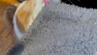 Cat Loves to Lick Blanket