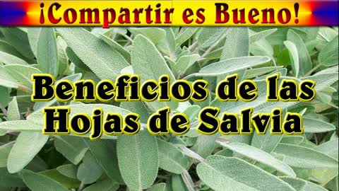 Beneficios de las Hojas de Salvia