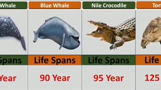 The life span of living things