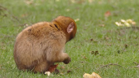 A Brown Monkey Eating Bread