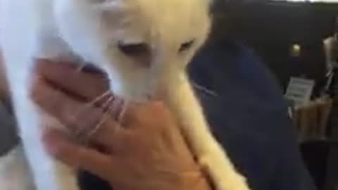 Tras 20 años junto a su gato deciden abandonarlo porque “está viejo y sordo”